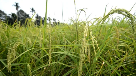 Close up of Golden rice with mountain Stock Footage 33945854