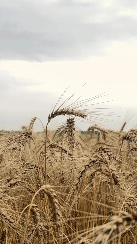 Close Up of Golden Ripe Wheat Ears 動画素材 340340683
