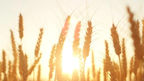 CLOSE UP: Golden sun setting behind yellow wheat field in idyllic countryside Stock Footage 79479459