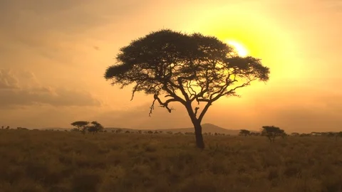 CLOSE UP: Golden sunlight arrowed through silhouetted acacia tree at sunset Stock Footage 71349962
