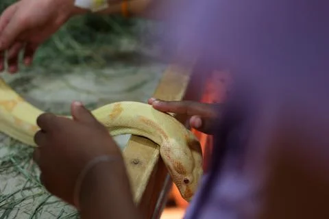 Close up of Golden Thai Python, focus at eyes 스톡 사진