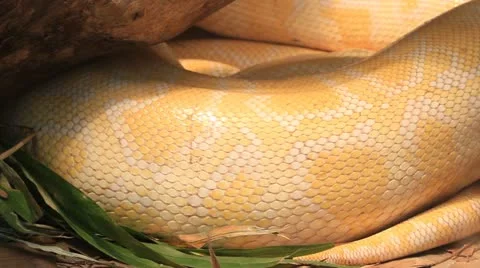 Close up of golden thai python Stock-Footage 21761317