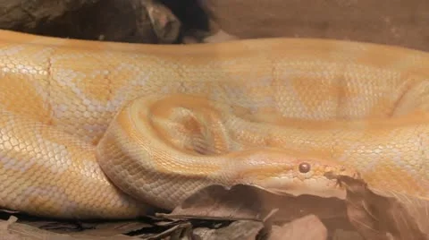 Close up of golden thai python Video stock 21761332
