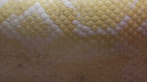 Close up Golden Thai Python (Python bivittatus) snake skin. Stock Footage 46477282