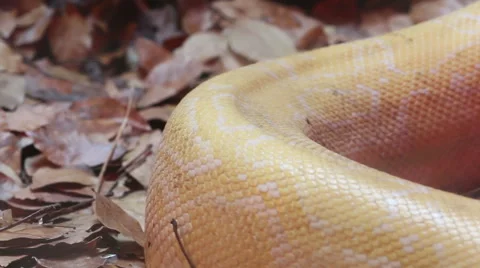 Close up Golden Thai Python (Python bivittatus) snake skin. Stock Footage 46477553