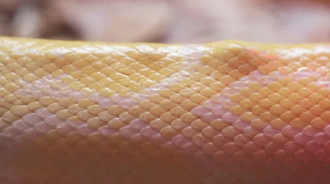 Close up Golden Thai Python (Python bivittatus) snake skin. Stock Footage 46477708