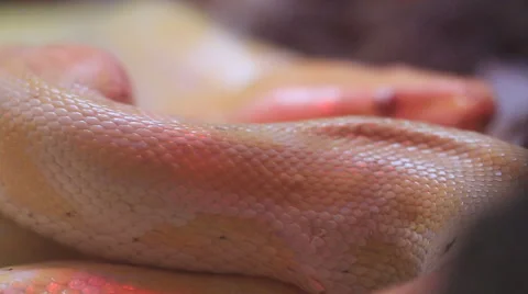 Close up Golden Thai Python (Python bivittatus) snake skin. Stock Footage 47653006