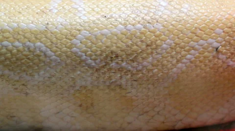 Close up Golden Thai Python (Python bivittatus) snake skin. Stock Footage 68584491