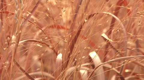 Close up of Golden Wheat in the Breeze Stock Footage 44409299