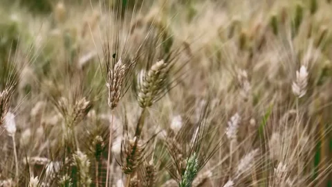 Close up of golden wheat crop blowing in the wind Stock Footage