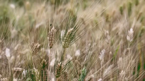 Close up of golden wheat crop blowing in the wind Stock Footage