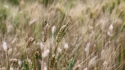 Close up of golden wheat crop blowing in the wind Stock Footage