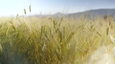 Close-up of golden wheat ears in the sun, in Ethiopia Stock Footage 230592639