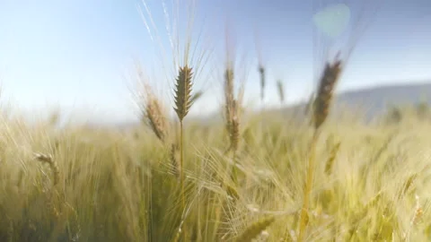 Close-up of golden wheat ears in the sun, in Ethiopia Stock Footage 230612119