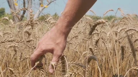 Close up of golden wheat ears on wheat field with ripe grain heads swaying in Stock Footage 315854650