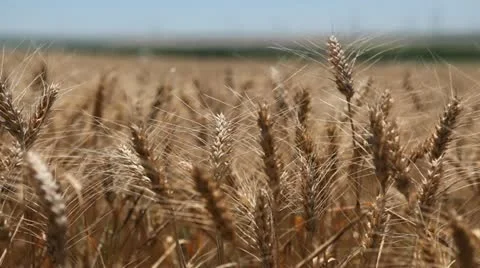 Close Up Golden Wheat Field, Cereal in Summer Season, Countryside, Gold, Eco Stock Footage 12467904