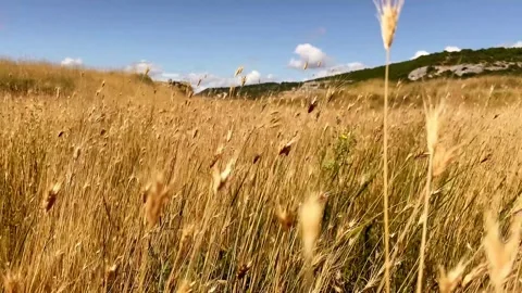Close-up of a golden wheat field developing in the wind against a clear blue sky Stock Footage 280099574