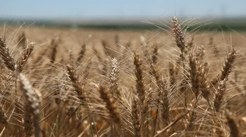 Close Up Golden Wheat Fields, Cereal in Summer Season, Countryside, Bio, Gold Stock Footage 12469201