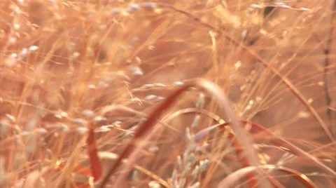 Close up of Golden Wheat Stock Footage 44422261