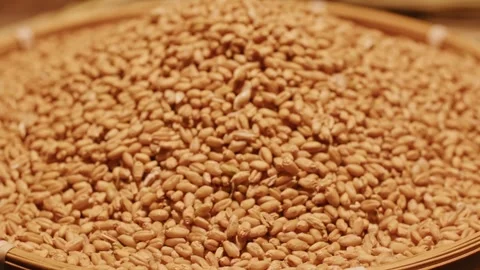 Close-up of Golden Wheat Grains Piled High in Woven Bamboo Basket Video stock 336524761
