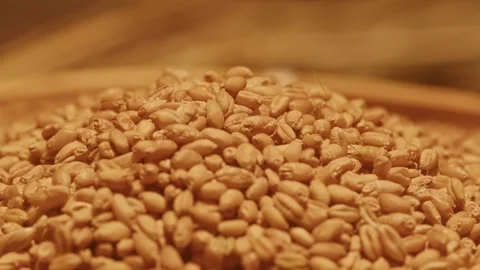 Close-up of Golden Wheat Grains Piled on Wooden Surface Stock-Footage 336524846
