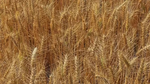 Close-Up Golden Wheat Texture Stock Footage 332768200