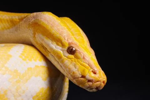 Close up of golden yellow python with tongue hanging out on black backgroun.. Photos