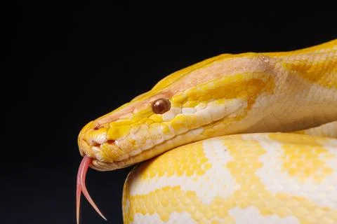 Close up of golden yellow python with tongue hanging out on black backgroun.. Photos