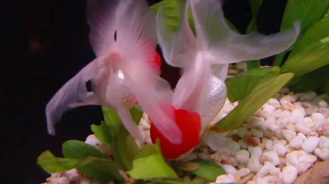 Close up of goldfish in the aquarium Stock Footage 39193777