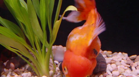 Close up of goldfish in the aquarium Stock Footage 39194610
