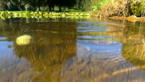 Close Up on a Golf Ball Falling in the Water Pond in a Sunny Day in Switzerland Stock Footage 252050825