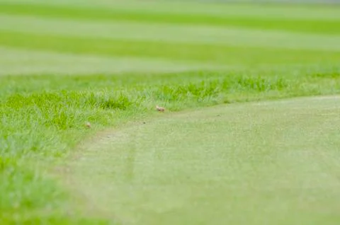 Close up of Golf green Stock Photos