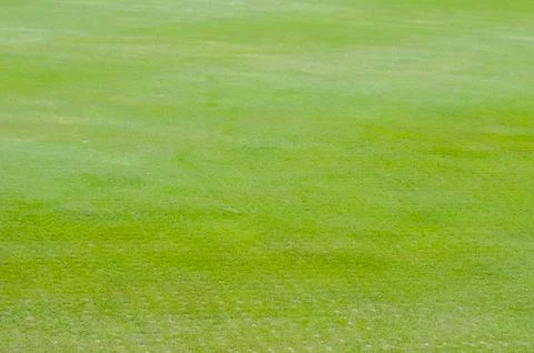 Close up of Golf green Stock Photos