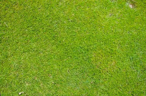 Close up of Golf green Stock Photos