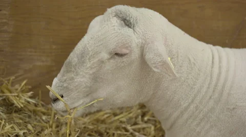 Close up of a good looking sheep eating Video stock 57244470