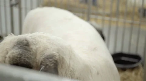 Close up of a good looking sheep Stock Footage 57244729