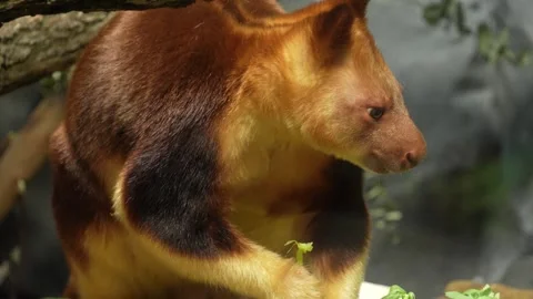 Close up of a goodfella tree Kangaroo  Stock Footage 272826488
