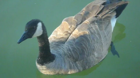 Close Up Goose 1 Video stock 829500