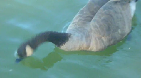 Close Up Goose 2 Stock Footage 829514