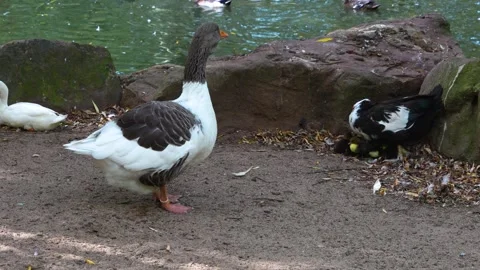 Close up of goose and duck Stock Footage 259974486