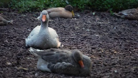 Close up goose in autumn Stock Footage 291641338