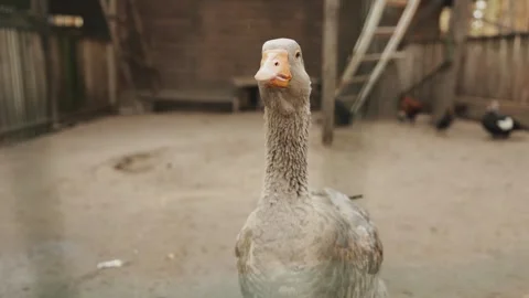 Close-up of a goose confidently exploring its habitat in a barn, brown goose on Stock Footage 311530644