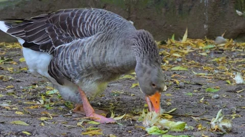Close up of goose eating Stock Footage 243252686