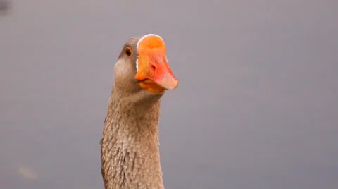 Close-Up of Goose Stock Footage 36134543