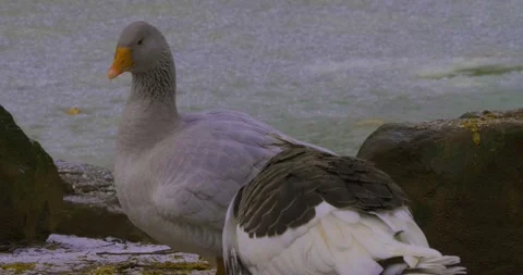 Close up of goose Stock Footage 136181767
