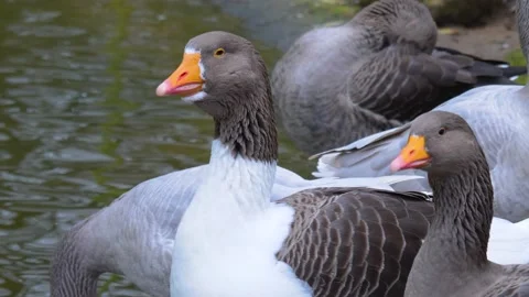 Close up of goose Stock Footage 144972585