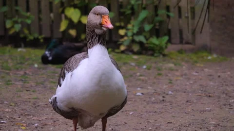 Close up of goose  Stock Footage 242105849