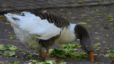 Close up of goose Video stock 243238253
