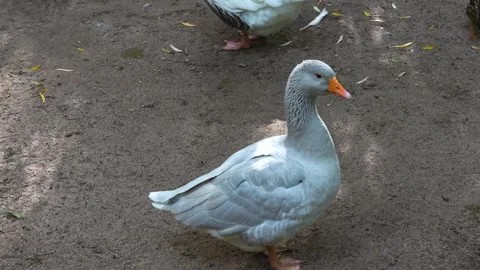 Close up of goose Stock Footage 259974177