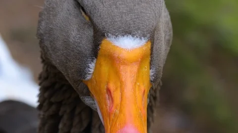 Close up of goose head Stock Footage 123154139